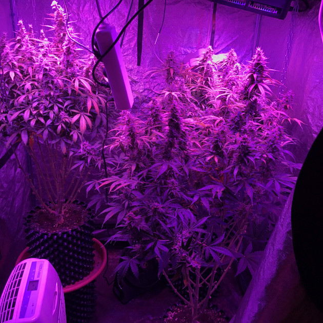 Харвест Auto White Widow fem Сбор урожая шишек Auto White Widow fem