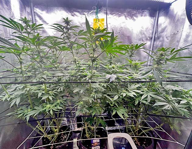 Дефолиация марихуаны Кусты RS11 x Banana OG на 11 неделе выращивания