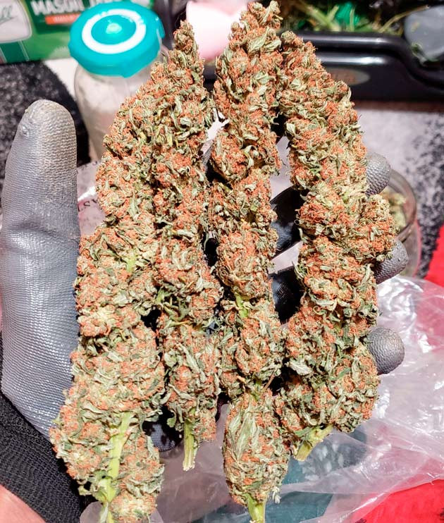 Сбор урожая и впечатления гровера Харвест