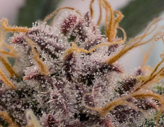 Трихомы сорта конопли Nuggz R1