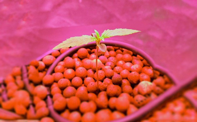 Формирование первых листьев ростка Росток конопли высотой 5 см