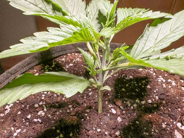 Первые результаты: здоровый рост растения Успехи в выращивании CBD Lemon Auto