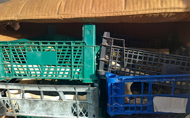 Финальный продукт каннабиса с контролируемым эффектом и качеством Готовый урожай каннабиса в коробках