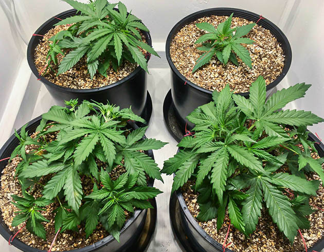 Набор зеленой массы на 3 неделе роста Растягивание ветвей конопли