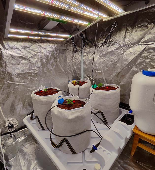 Стимуляция роста куста Dozy Doz Выращивание сорта Dozy Doz