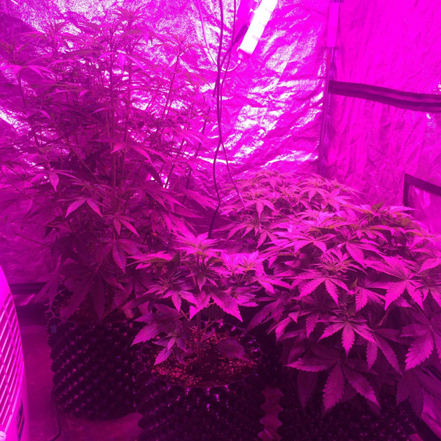 Использование подкормки для конопли CarboLoad Liquid и Sensizym на 4 неделе роста Марихуана Auto White Widow fem под LED лампой