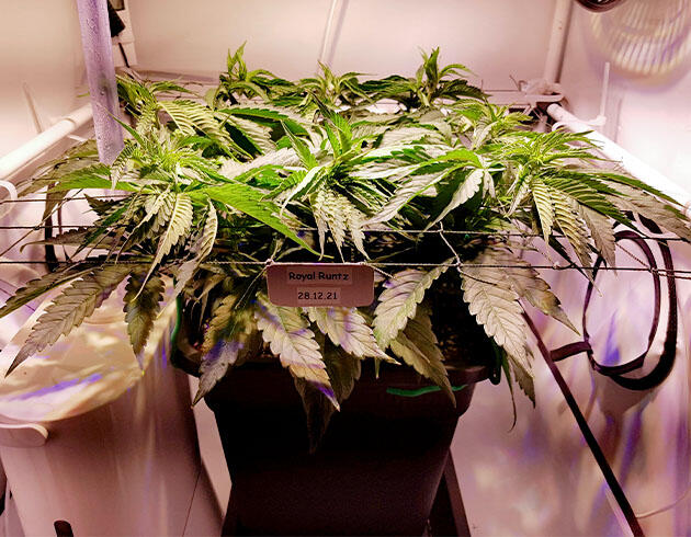 Установка сетки ScrOG Куст сорта конопли Royal Runtz на 5 неделе роста