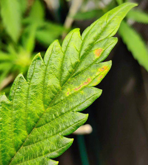 Стимуляция роста куста Afghan Kush Ryder Auto Регулировка условий выращивания Afghan Kush Ryder Auto