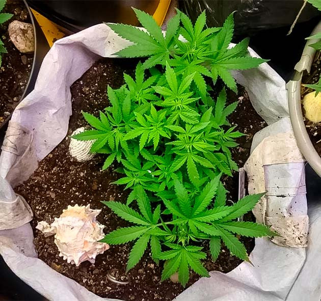 Водный стресс у каннабиса LST-растяжка марихуаны