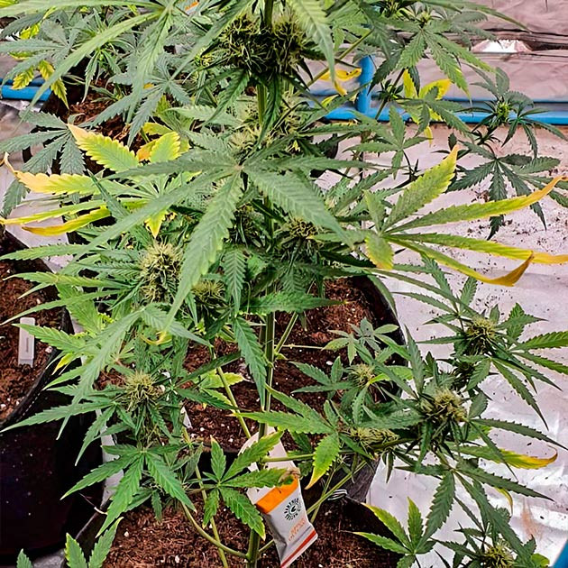 Куст Keep Frosted Guava Auto от Seedkeepers на 7 неделе