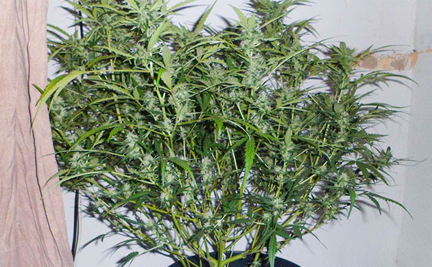 Формирование равномерной кроны Пышный куст конопли