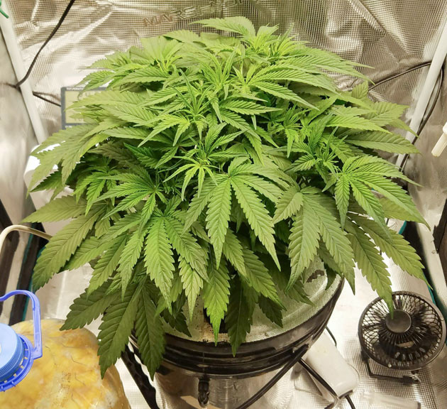Огромные веерные листья Bruce Banner Auto Свет и рост Bruce Banner Auto
