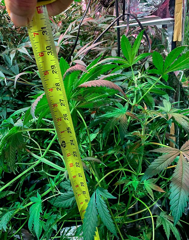 Переход на круглосуточный режим освещения Стабильный рост куста конопли