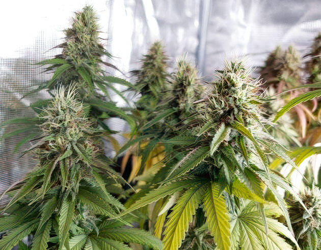 Дефицит питания на фоне набора массы Конопля с пожелтевшими листьями