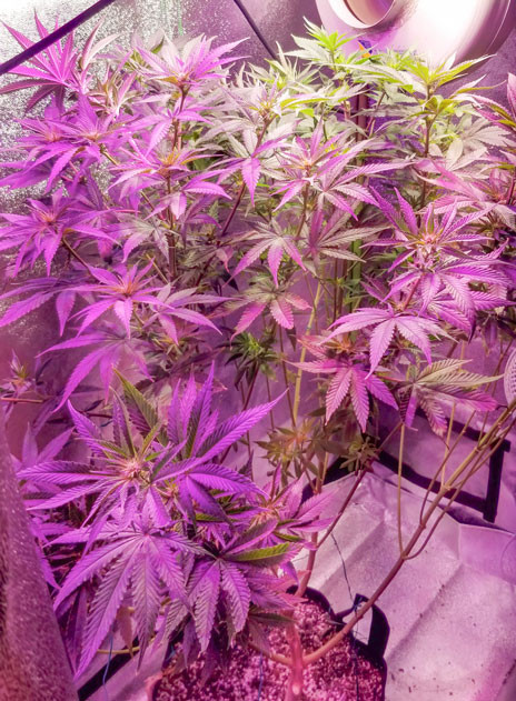 Стадия цветения конопли Куст Green Crack 2.0 от Humboldt Seed Organization ростом 111 сантиметров