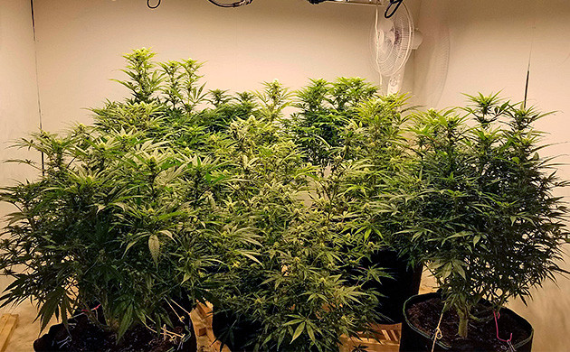 Собираем урожай конопли Харвест и общее впечатление об урожае марихуаны