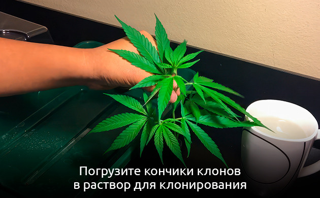 Укоренение клонов в увлажненной почве Клоны конопли после погружения в раствор