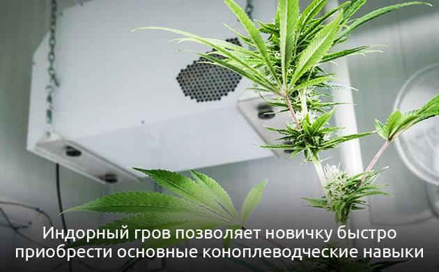 Гровинг без риска: выбираем индор Индор для новичков