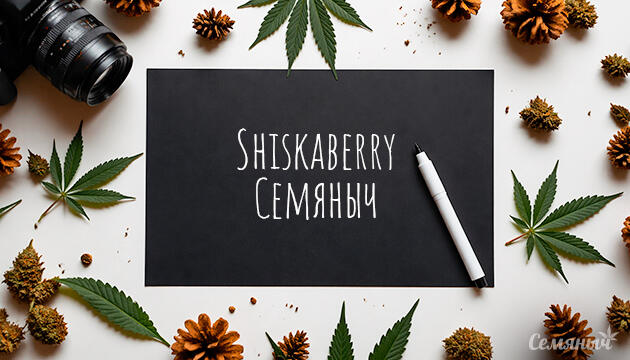 Гроурепорт сорта Shiskaberry от сидбанка «Семяныч»