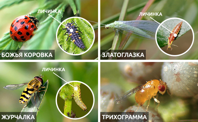 Насекомые хищники Вредители и хищники