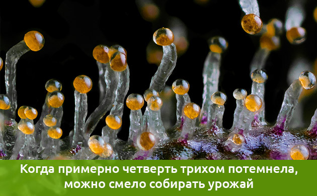 Время сбора урожая Время сбора урожая по трихомам