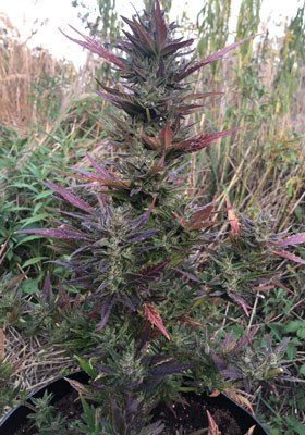 Харвест через 14 дней выращивания Цветущая Pineapple Express Auto перед харвестом