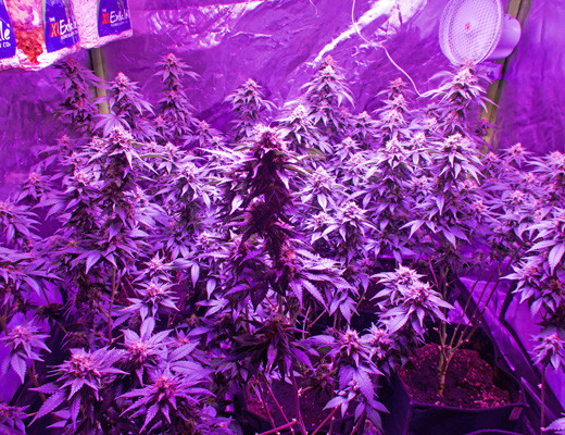 10 неделя выращивания White Widow Размер кустов White Widow на 10 неделе