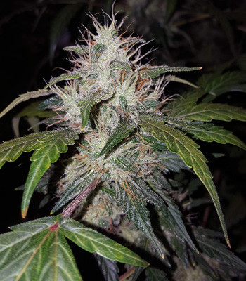 Формирование шишек Стигмы на Auto White Widow