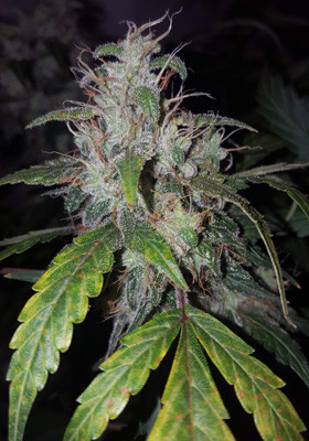 8 неделя выращивания Кола White Widow на 8 неделе выращивания