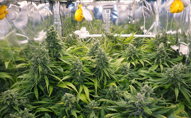 Ожидание харвеста Кусты с крупными шишками