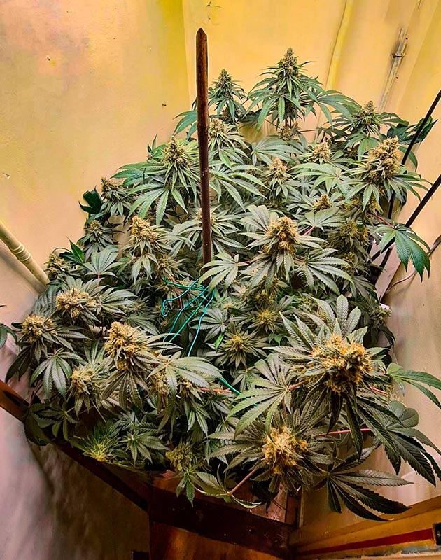 Харвест конопли Созревшая марихуана