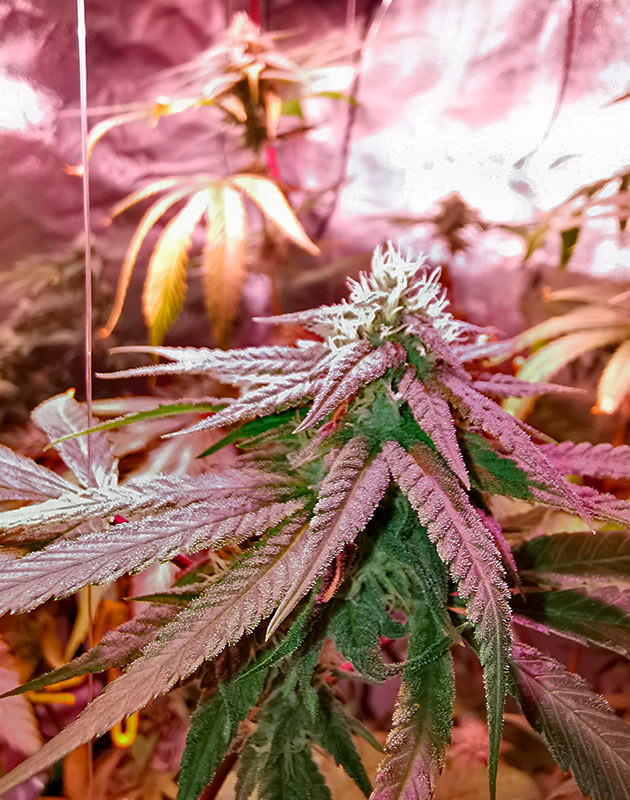 Появление белоснежных трихом и корректировка состава удобрений Куст Gorilla Glue от Monster Genetics на 13-14 неделе