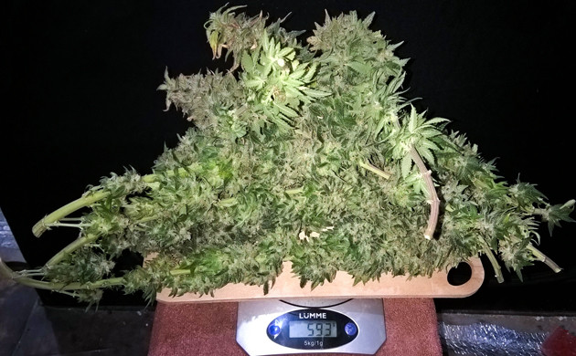 Собранный урожай 593 грамма мокрых шишек