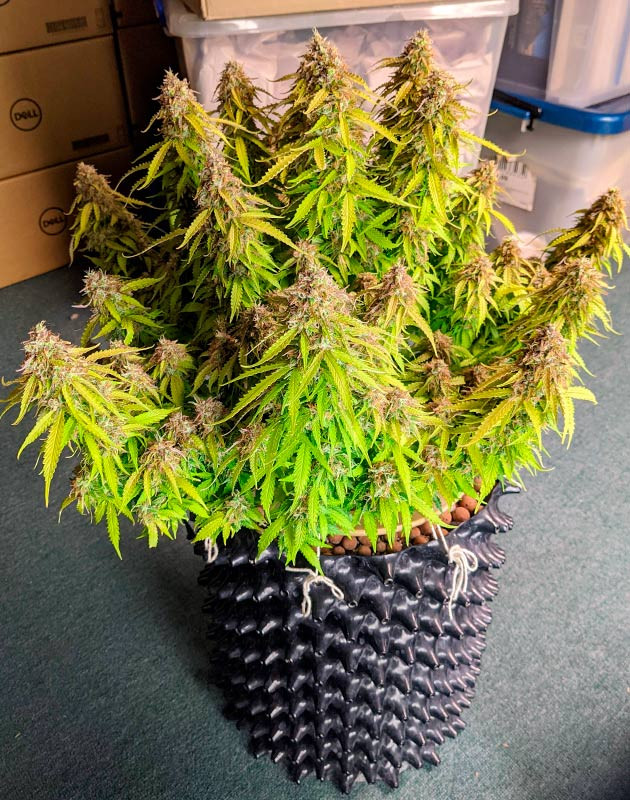 Небольшие лисьи хвосты на Gorilla Glue Auto Режим темноты для куста Gorilla Glue Auto пред харвестом