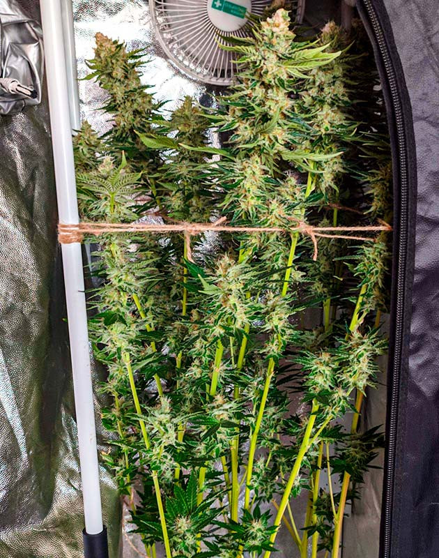 Режим темноты для куста Sensi Star пред харвестом Небольшие лисьи хвосты на Sensi Star