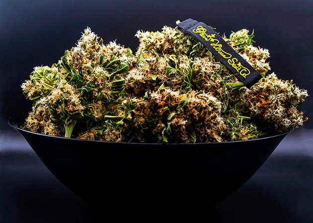 Полученный урожай Dark Phoenix Сухой урожай конопли