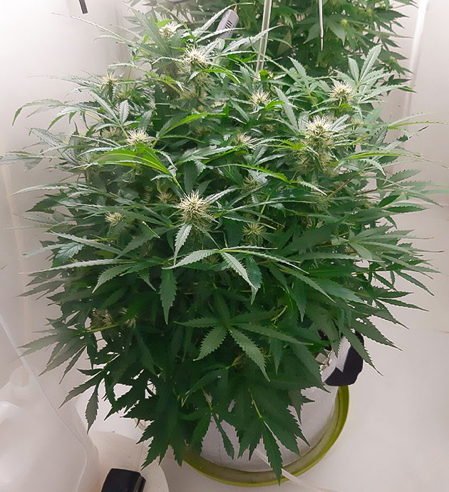 Замес растворов Bruce Banner Auto Уход за Bruce Banner Auto дома