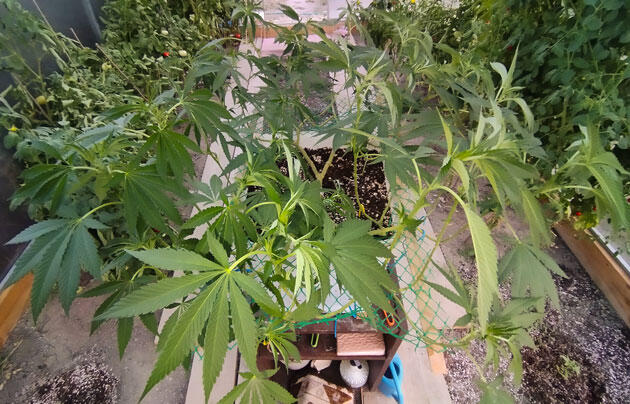 Результат формирования каннабиса Сформированный куст конопли с утолщающимися стеблями