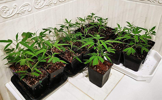 Укоренение клонов Critical Kush Семнадцать клонов на подоконнике