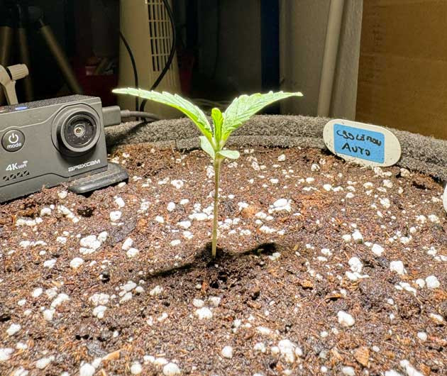 Классическое проращивание семян для новичков Шаг за шагом: проращивание семян CBD Lemon Auto