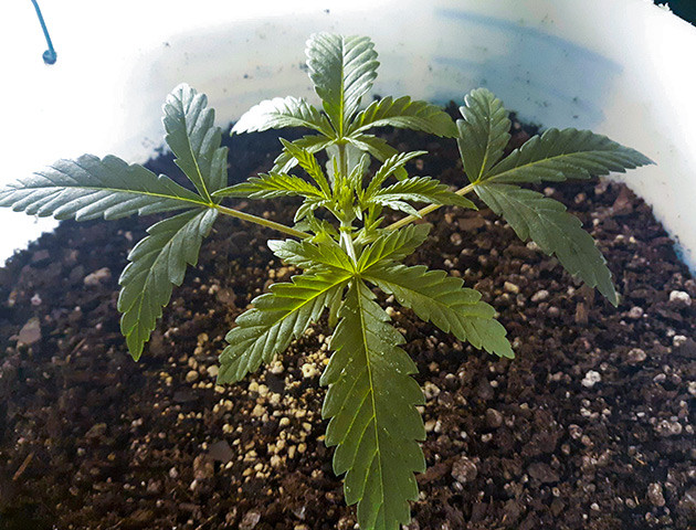 Успешная пересадка в горшок Росток Strawberry Amnesia от Herbies Seeds