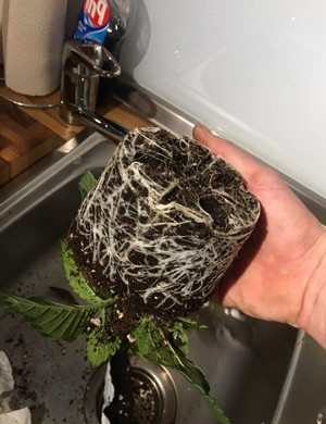 Проращивание семян и высадка в горшок Корни Glookies