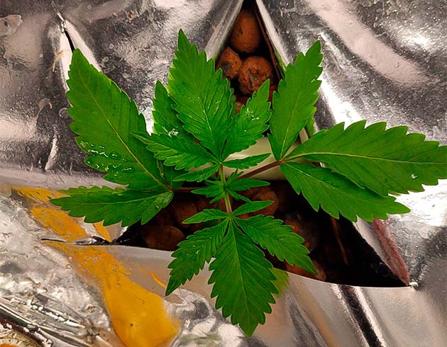 Нестабильный ph показатель 2 неделя роста марихуаны