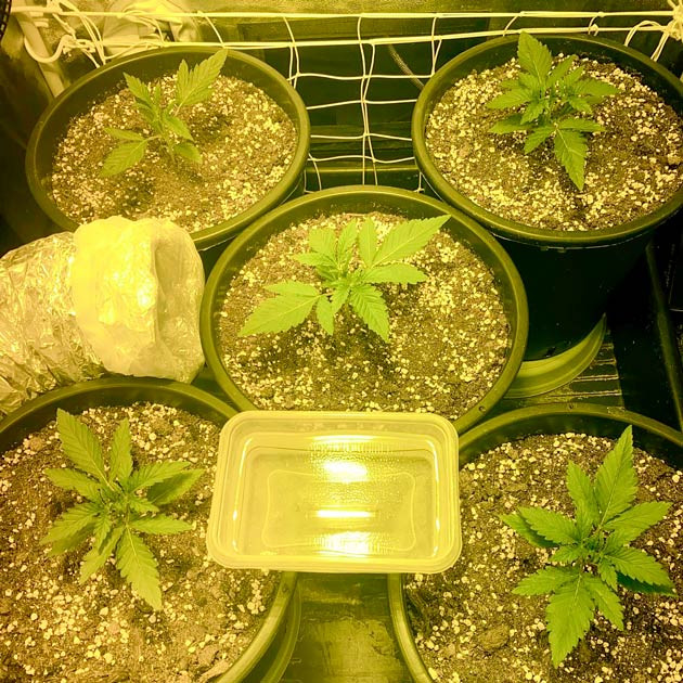 Топпинг конопли Вторая неделя выращивания марихуаны
