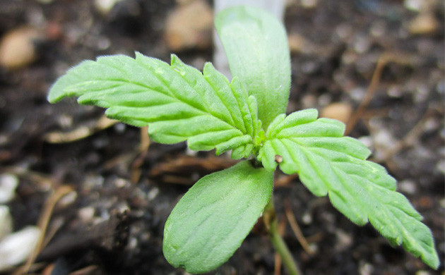 Пересадка ростка в горшок с субстратом Росток с двумя парами листьев