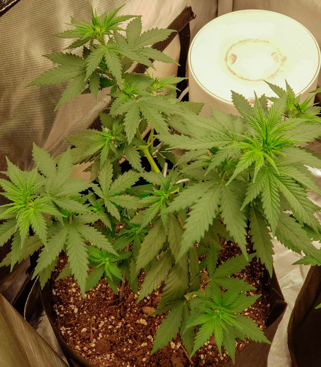 Рост конопли и увеличение количества удобрений Куст Bruce Banner #3 на стадии вегетации