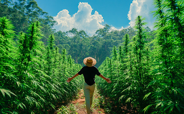 Легализация каннабиса на Ямайке Ямайка. Каннабис как часть ритма, веры и природы