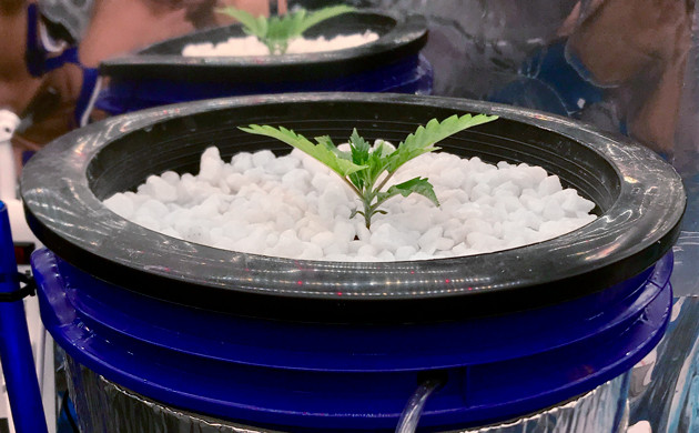 Росток 5 сантиметров Добавление перлита в горшок