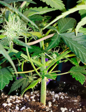 Куст ростом 10-12 см Стебель куста