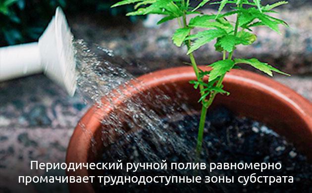 Как ручной полив спасает растения от стресса Ручной полив горшков с автоматическим увлажнением субстрата